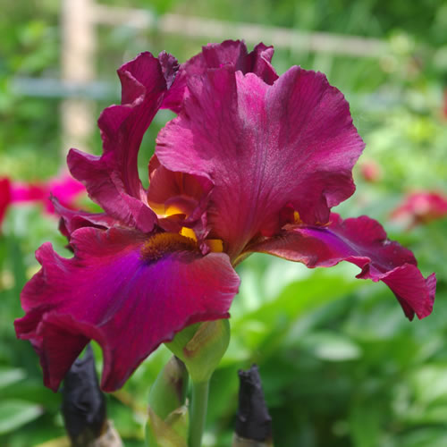 Iris germanica Merlot